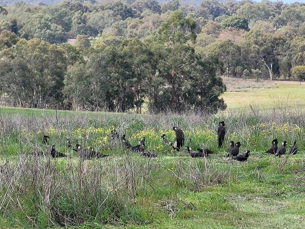 bakers hill cockatoo