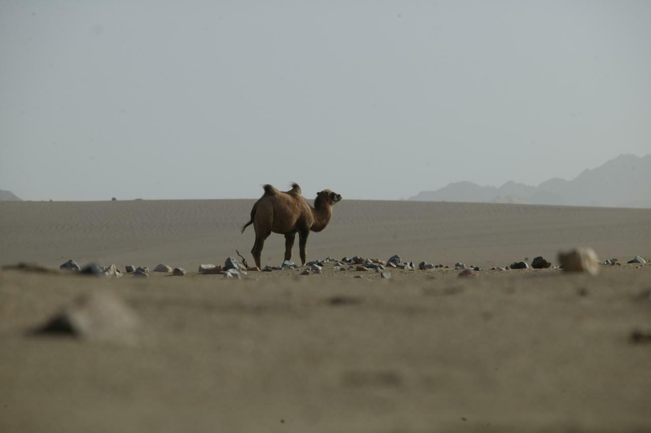 野骆驼2