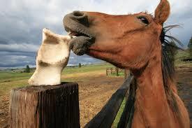salt lick and horse 05