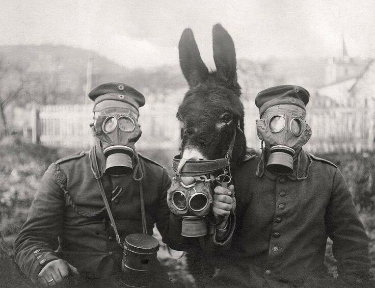 Soldiers and horse in gas masks