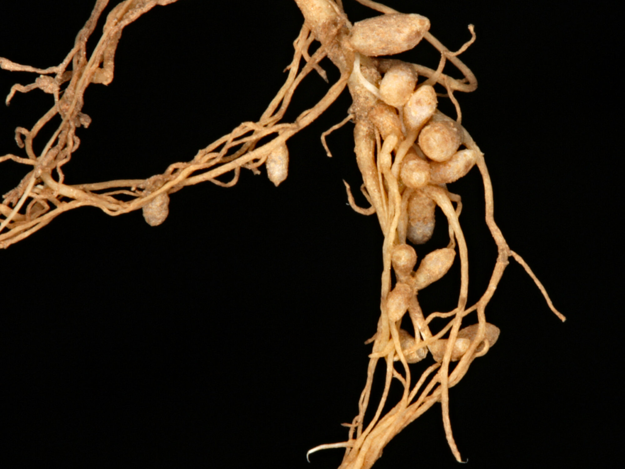 Nitrogen-fixing nodules in clover